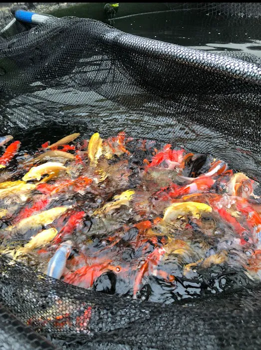 The Oaks Koi Farm Picture 9