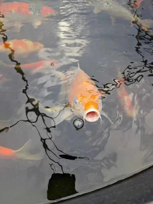 The Oaks Koi Farm Picture 7