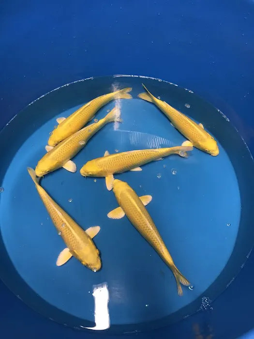 The Oaks Koi Farm Picture 6