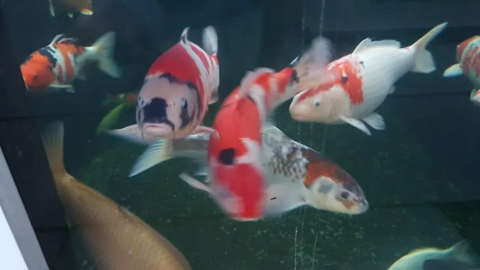 The Oaks Koi Farm Picture 2