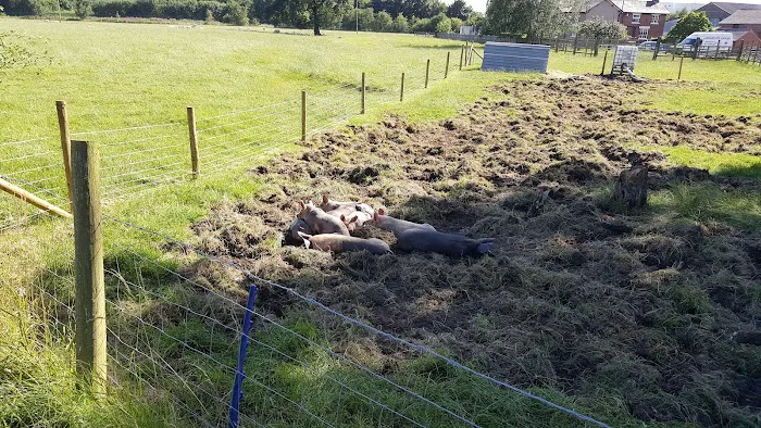 Helmes Pet Supplies Picture 4