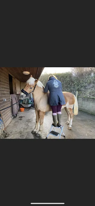 Paws to Ponies Vet Physio Picture 6