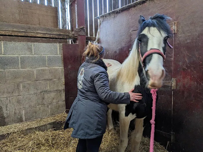 Paws to Ponies Vet Physio Picture 1