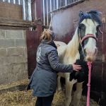 Paws to Ponies Vet Physio