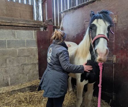 Paws to Ponies Vet Physio
