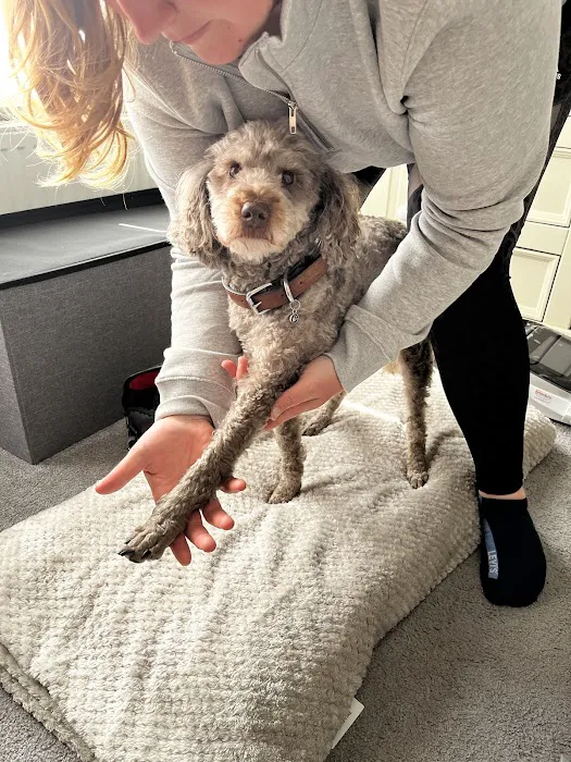 Paws to Ponies Vet Physio Picture 5