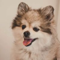 White Cross Vets ico