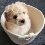 Jacqui Paterson's Veterinary Surgery
