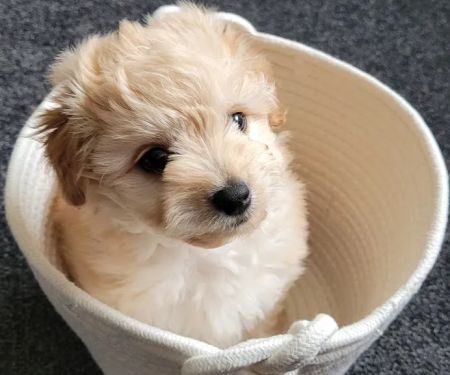 Jacqui Paterson's Veterinary Surgery