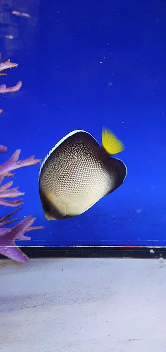 Maidenhead Aquatics Stokesley Picture 8