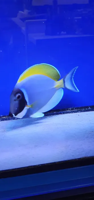 Maidenhead Aquatics Stokesley Picture 6