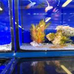 Maidenhead Aquatics Stokesley