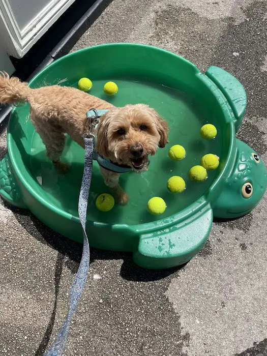 Palace Pets Picture 4