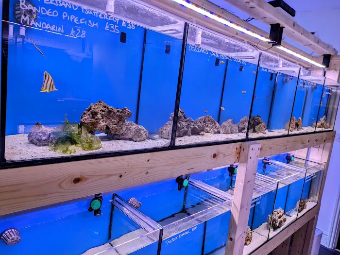 Element Aquatics Picture 5