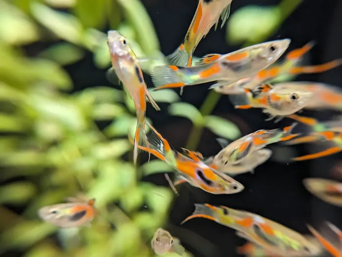 Element Aquatics Picture 3