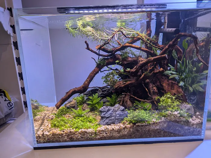 Element Aquatics Picture 1