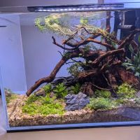 Element Aquatics ico