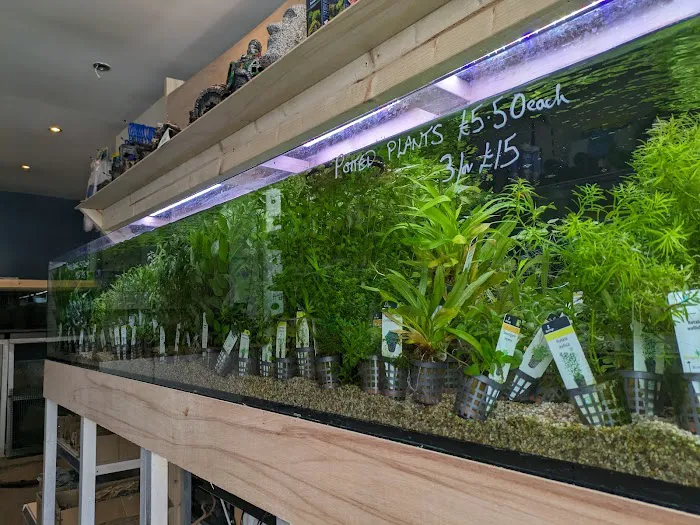 Element Aquatics Picture 8