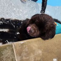 Vets4Pets - Blackpool Squires Gate ico