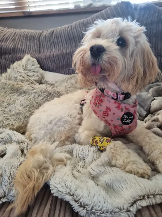 Vet Dentist Picture 8