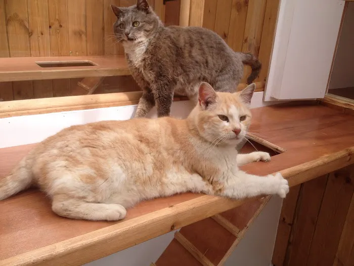 A Cat's Tale Cattery Picture 6
