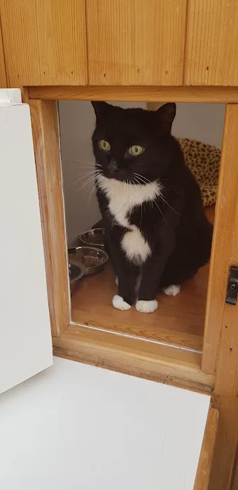 A Cat's Tale Cattery Picture 9