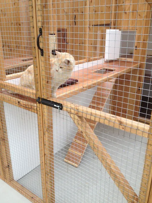 A Cat's Tale Cattery Picture 10