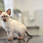 Stokesley Veterinary Practice