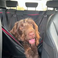 Clevedale Veterinary Practice, Stokesley ico