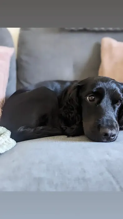 The Natural Pet Company Picture 3