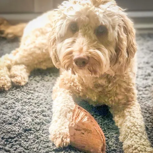 The Natural Pet Company Picture 4