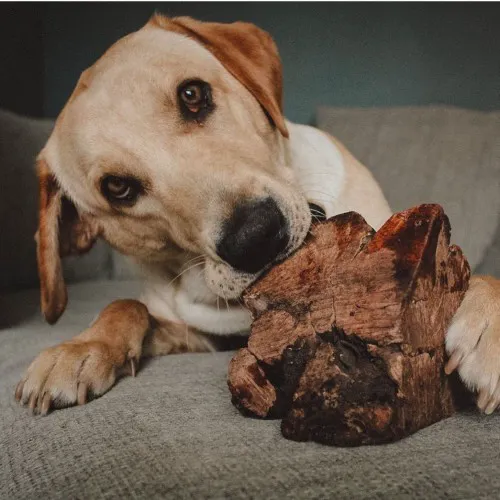 The Natural Pet Company Picture 6