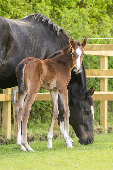 Minster Equine Practice, Poppleton Picture 5
