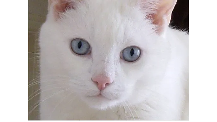 Hyperthyroid Cat Centre Picture 8