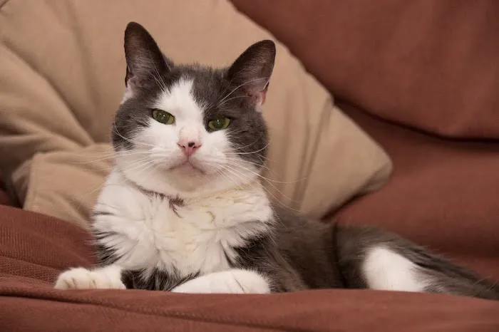 Hyperthyroid Cat Centre Picture 6