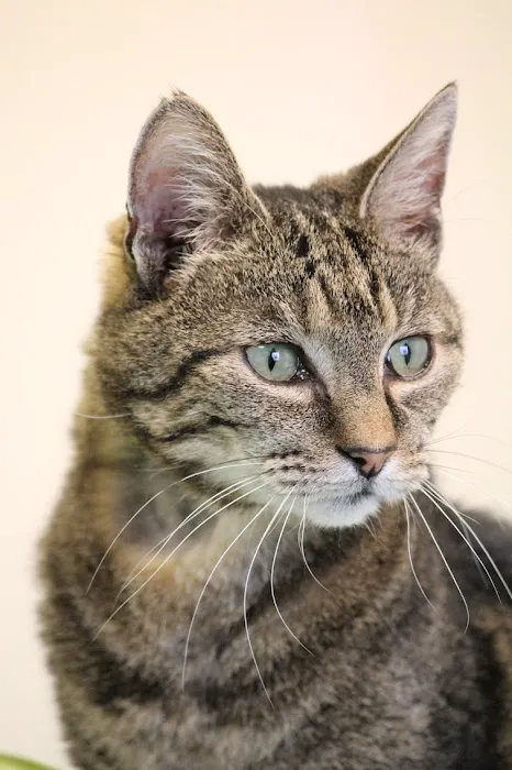 Hyperthyroid Cat Centre Picture 4
