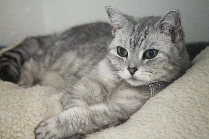 Hyperthyroid Cat Centre Picture 7