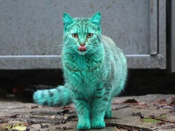 Hyperthyroid Cat Centre Picture 5