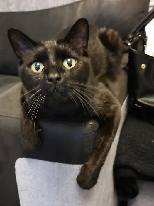 Hyperthyroid Cat Centre Picture 10
