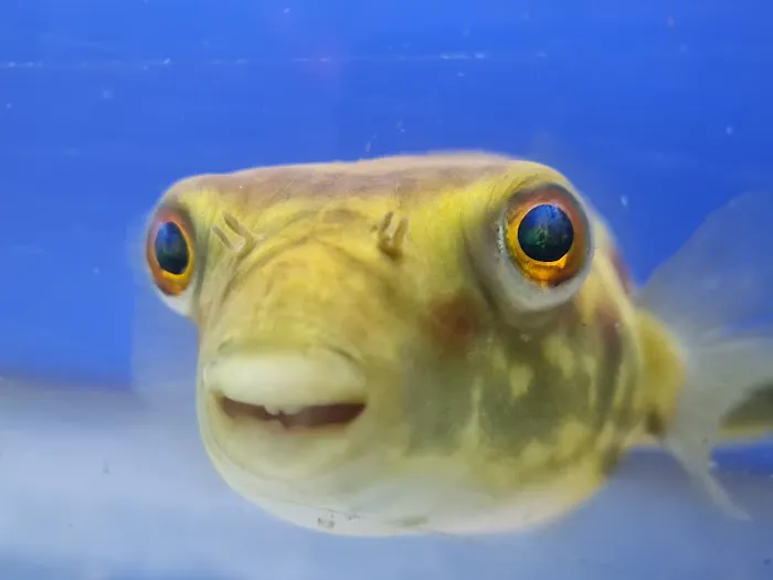 The Aquarium People Picture 4