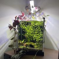 The Aquarium People ico