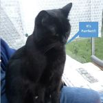 South View Cattery