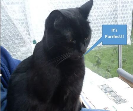 South View Cattery