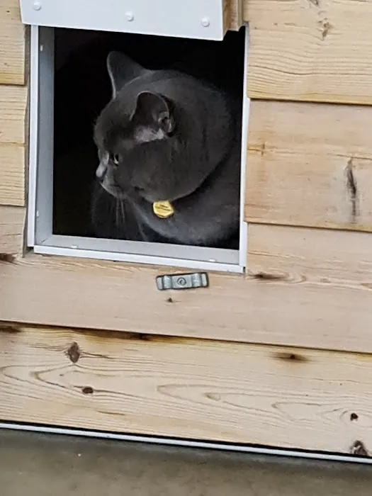 South View Cattery Picture 5