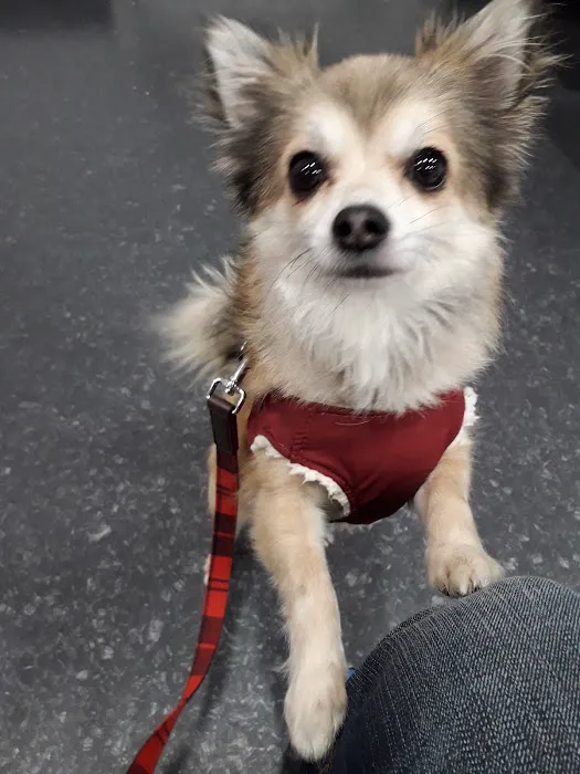 Pets at Home Preston Capitol Picture 5