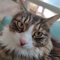 Blue Cross Pet Care Clinic ico