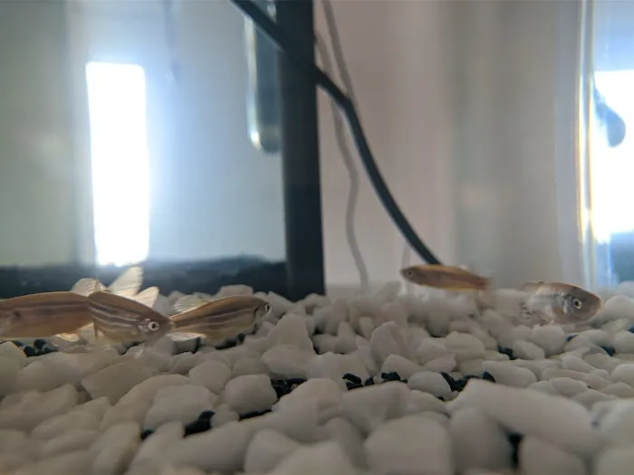 Happy Pets & Aquatics Picture 7