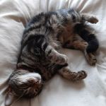 Tower Veterinary Group, Acomb Surgery