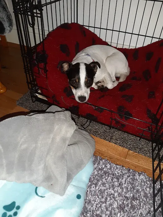 Tower Veterinary Group, Acomb Surgery Picture 7
