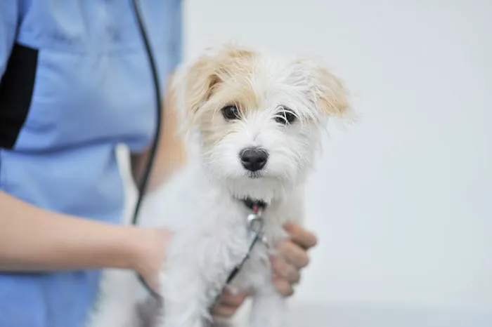Westwood Veterinary Practice Picture 9